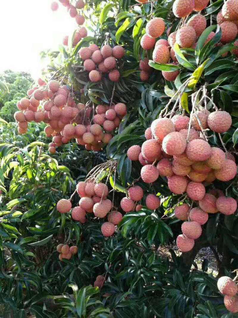 妃子笑荔枝