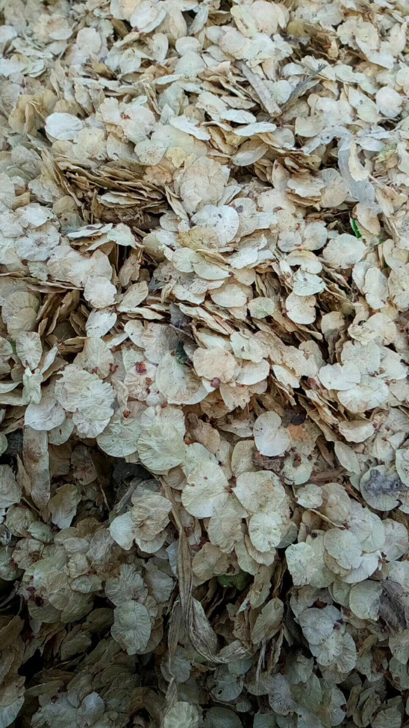 白榆种子