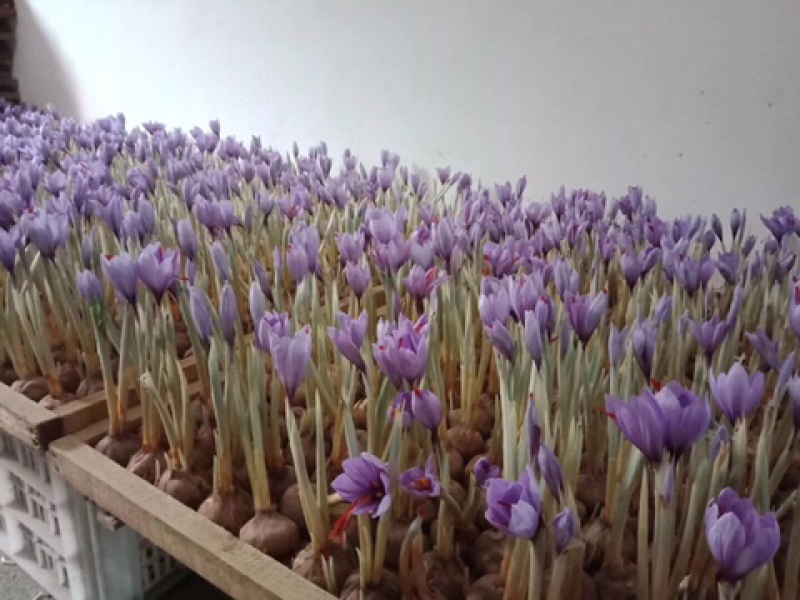 藏红花种球