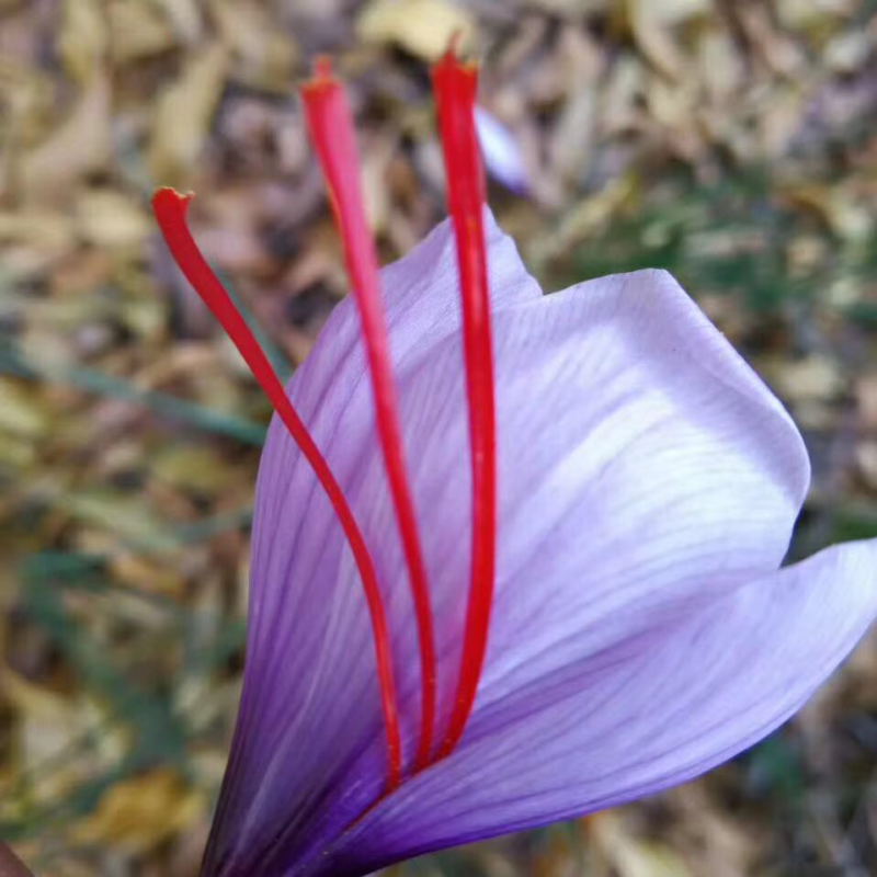 藏红花种球