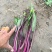 红菜苔