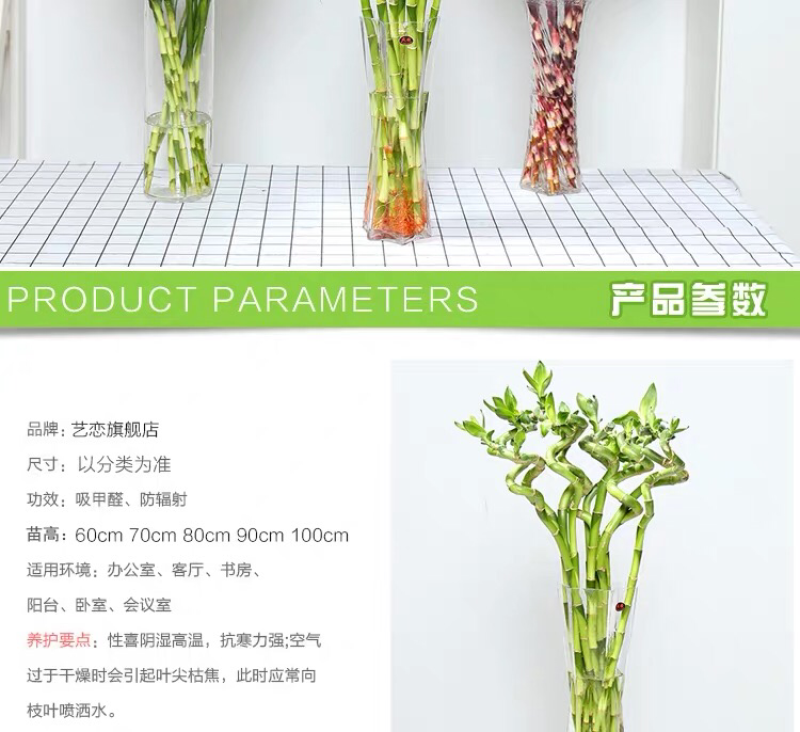 富贵竹水培植物包邮室内盆栽转运竹四季常青发财树绿萝虎皮兰