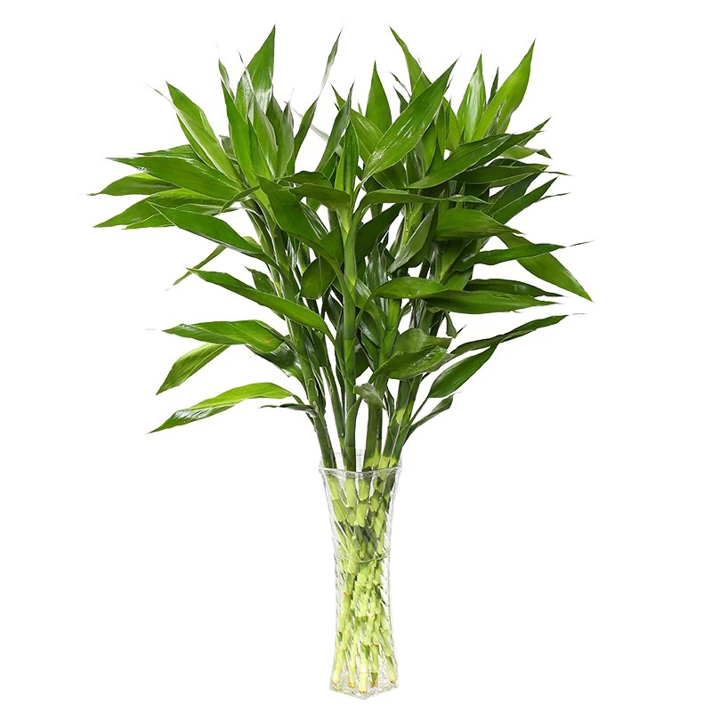 富贵竹水培植物包邮室内盆栽转运竹四季常青发财树绿萝虎皮兰