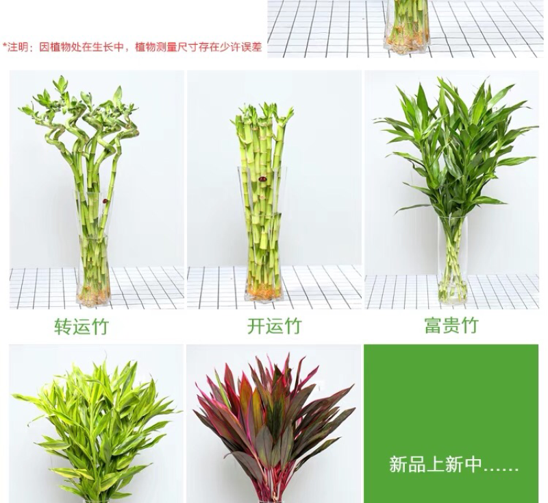 富贵竹水培植物包邮室内盆栽转运竹四季常青发财树绿萝虎皮兰
