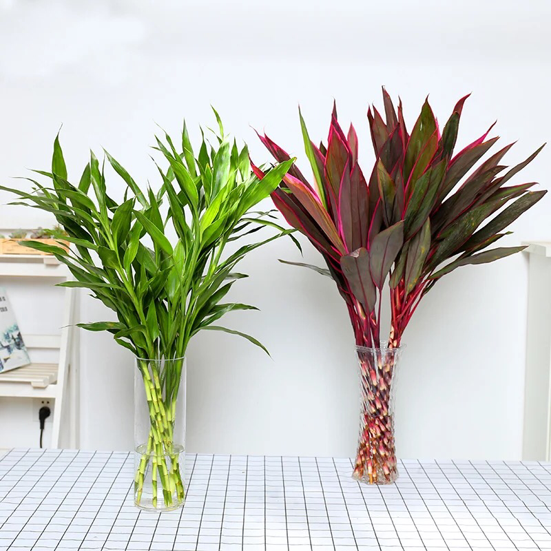 富贵竹水培植物包邮室内盆栽转运竹四季常青发财树绿萝虎皮兰