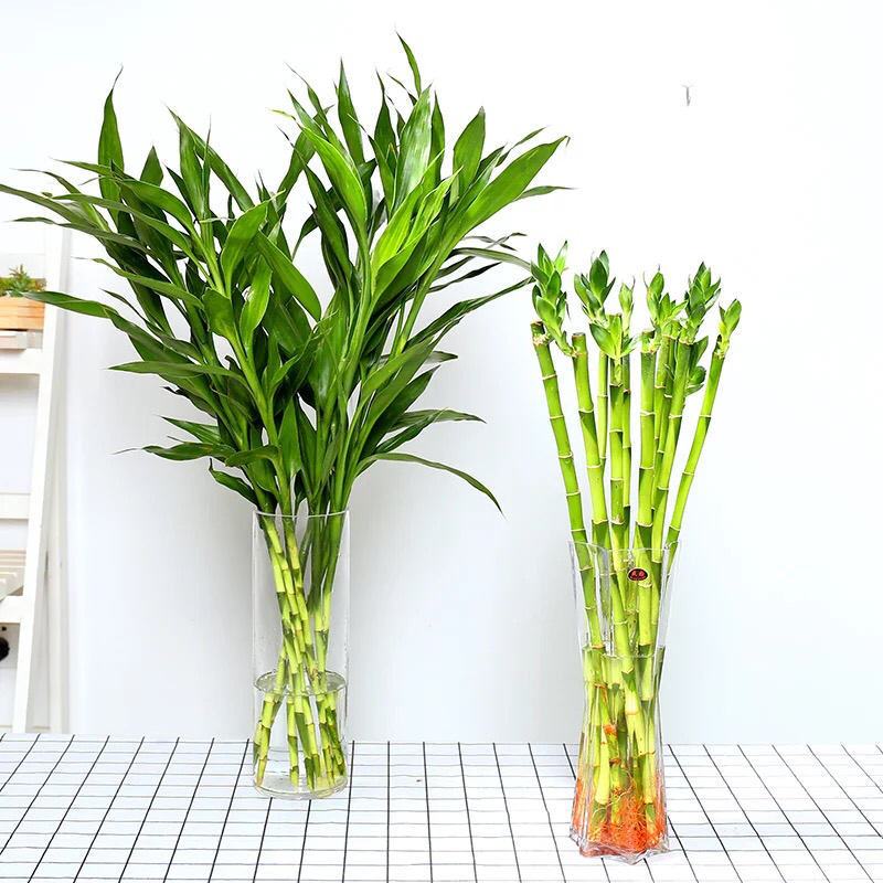 富贵竹水培植物包邮室内盆栽转运竹四季常青发财树绿萝虎皮兰