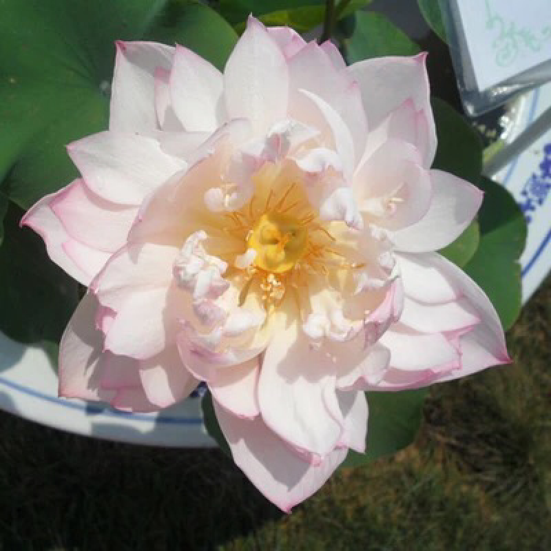 已开口碗莲水培植物绿植睡莲荷花根茎盆栽室内外水生花卉已催