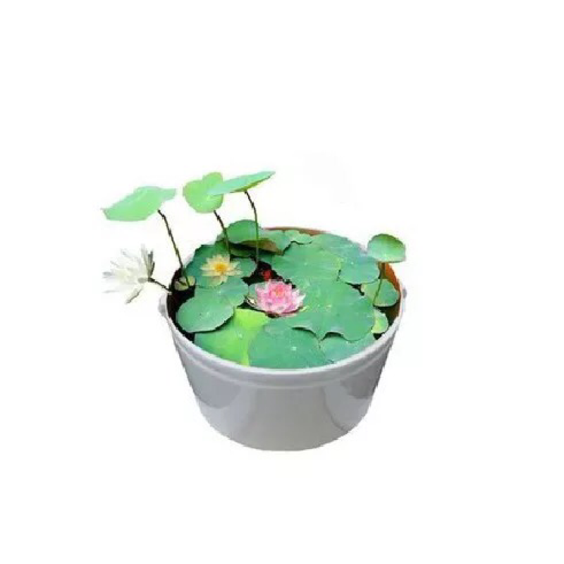 已开口碗莲水培植物绿植睡莲荷花根茎盆栽室内外水生花卉已催