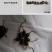 已开口碗莲水培植物绿植睡莲荷花根茎盆栽室内外水生花卉已催