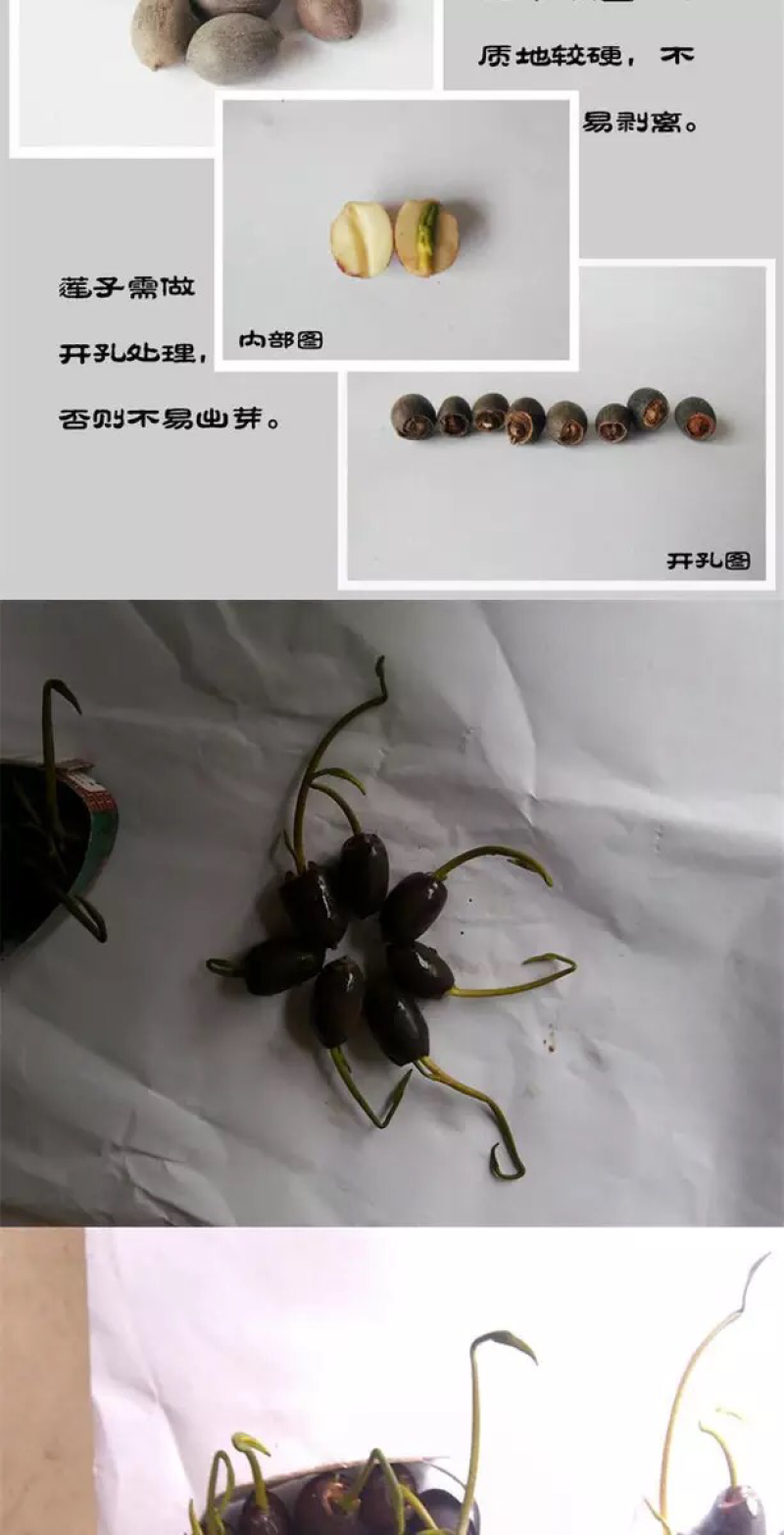 已开口碗莲水培植物绿植睡莲荷花根茎盆栽室内外水生花卉已催