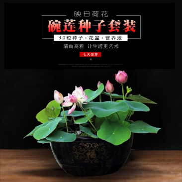 已开口碗莲水培植物绿植睡莲荷花根茎盆栽室内外水生花卉已催