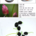已开口碗莲水培植物绿植睡莲荷花根茎盆栽室内外水生花卉已催