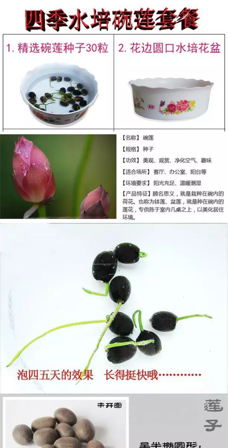 已开口碗莲水培植物绿植睡莲荷花根茎盆栽室内外水生花卉已催