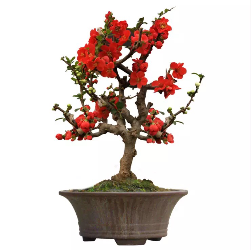 四季重瓣海棠花树苗盆栽老桩盆景花卉阳台绿植物室内好养开花