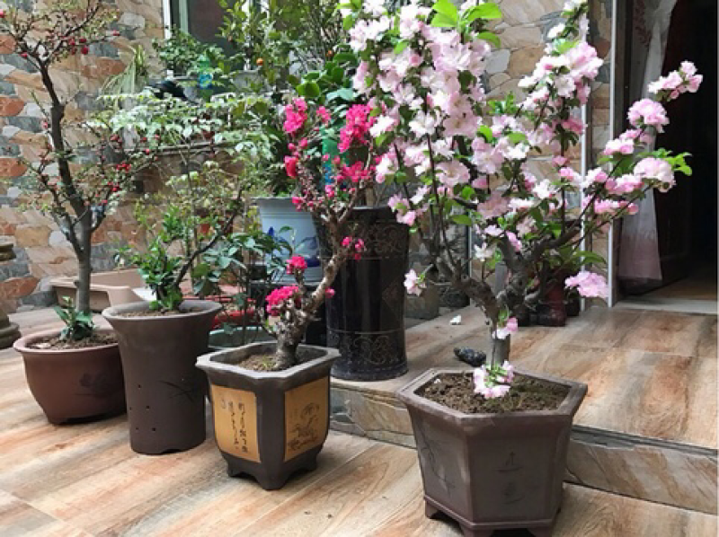四季重瓣海棠花树苗盆栽老桩盆景花卉阳台绿植物室内好养开花