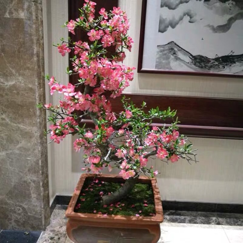 四季重瓣海棠花树苗盆栽老桩盆景花卉阳台绿植物室内好养开花