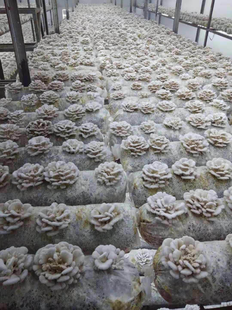 新鲜白参菌云南产地低价批发量大从优！