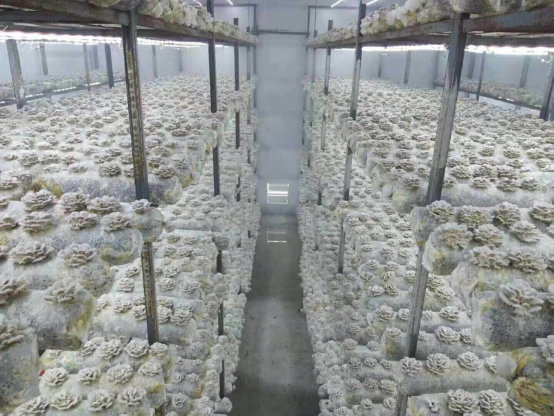 新鲜白参菌云南产地低价批发量大从优！