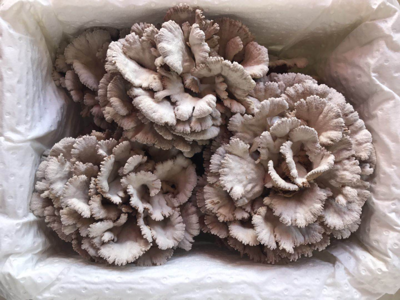 新鲜白参菌云南产地低价批发量大从优！