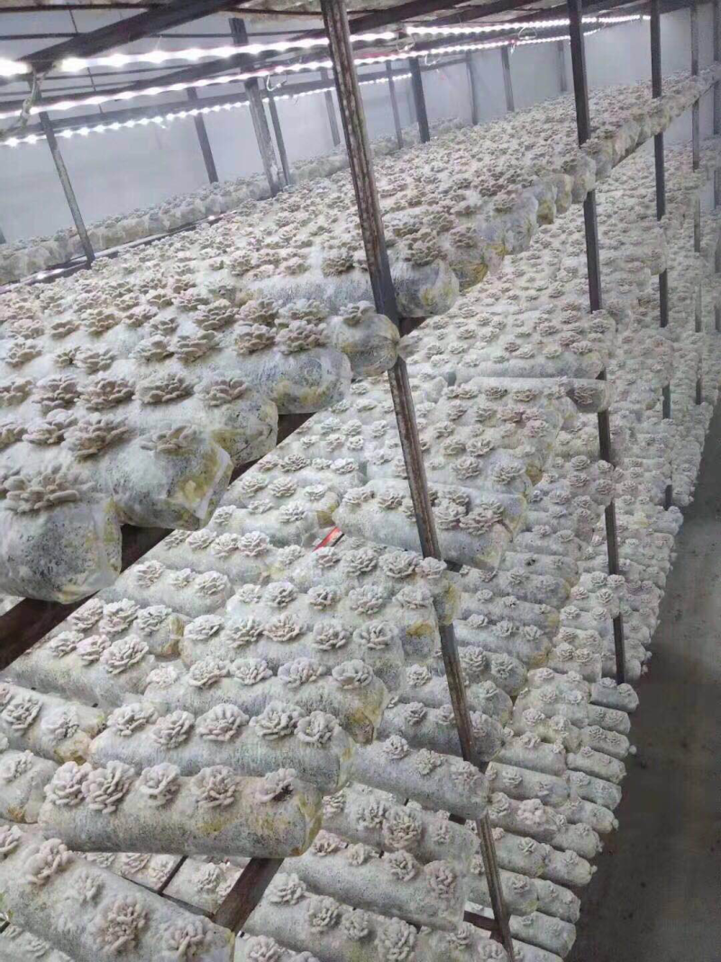 新鲜白参菌云南产地低价批发量大从优！