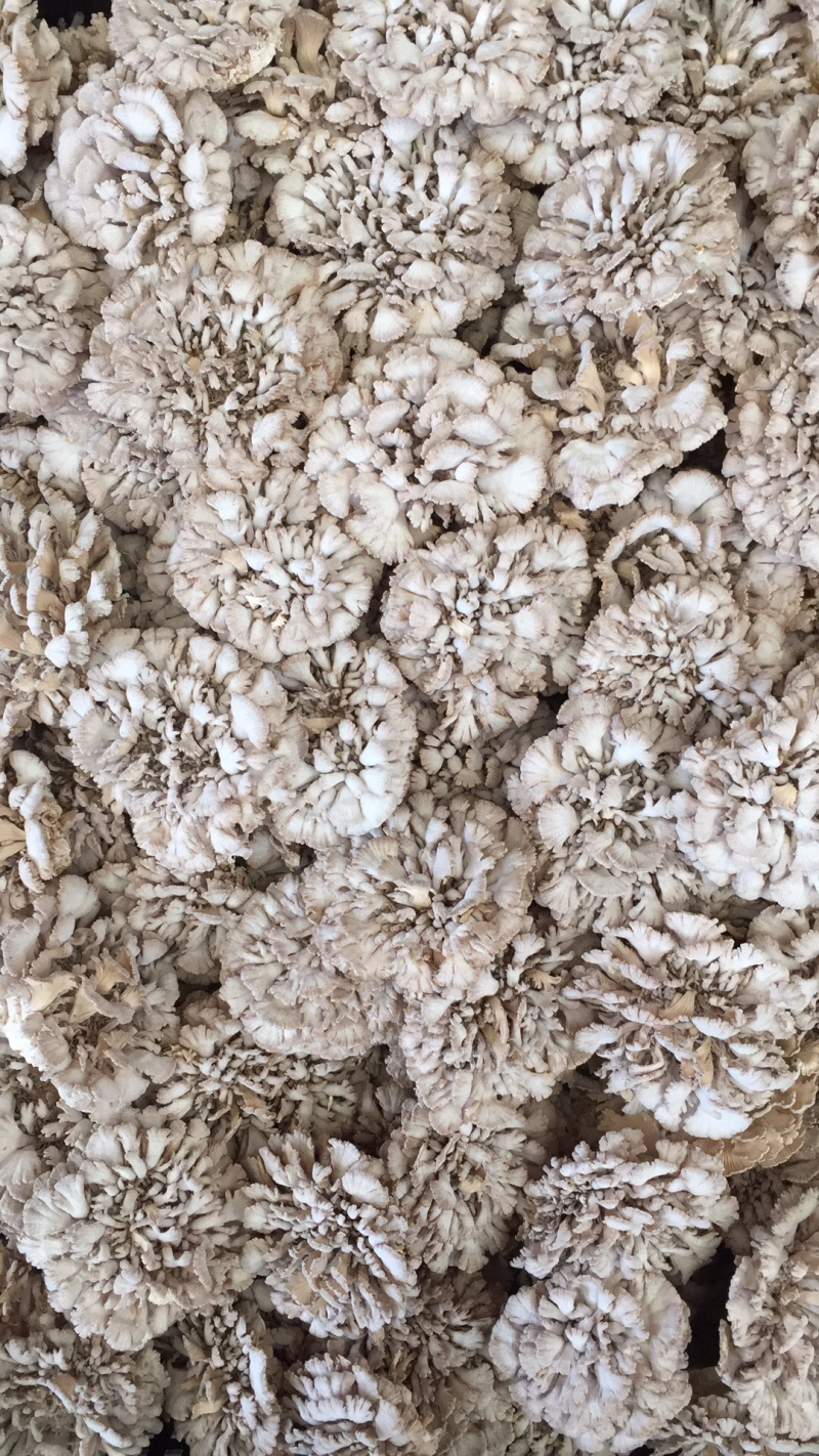 新鲜白参菌云南产地低价批发量大从优！
