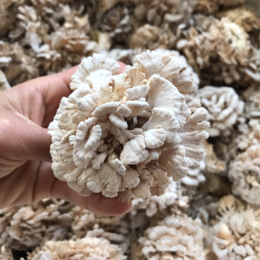 新鲜白参菌云南产地低价批发量大从优！