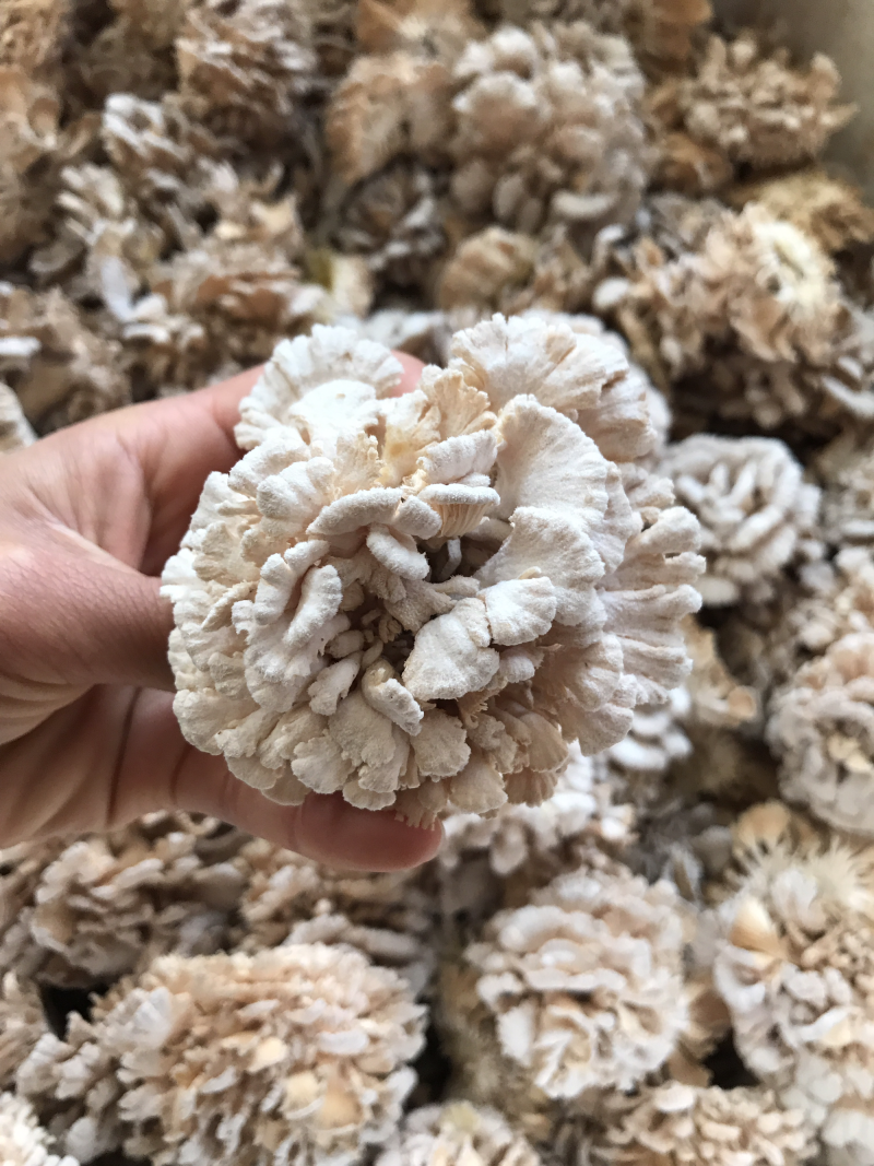 新鲜白参菌云南产地低价批发量大从优！
