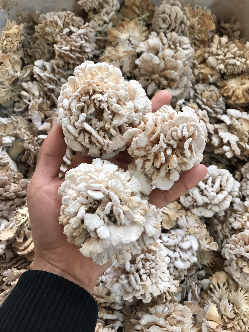 新鲜白参菌云南产地低价批发量大从优！
