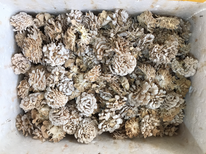 新鲜白参菌云南产地低价批发量大从优！