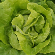 奶油生菜