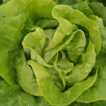 奶油生菜