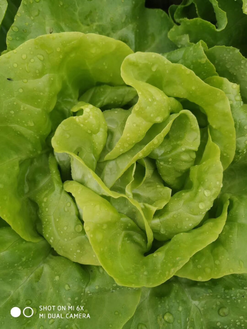 奶油生菜