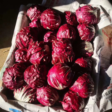 红地球，紫菊