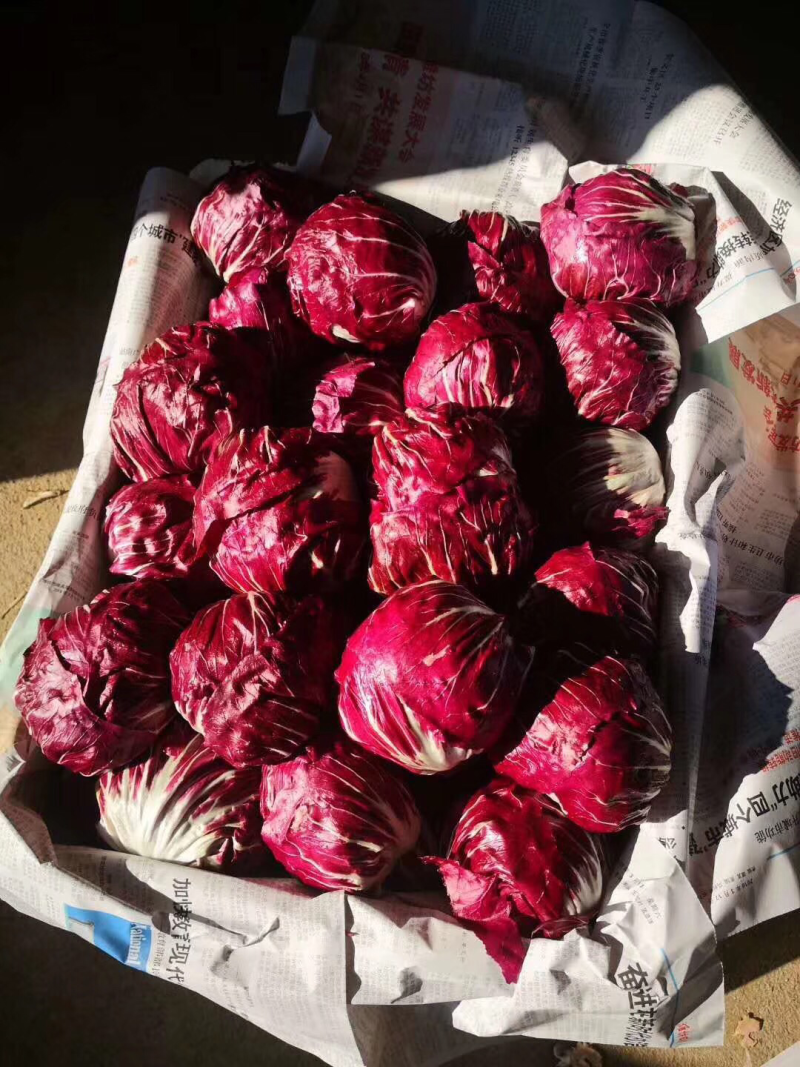 红地球，紫菊