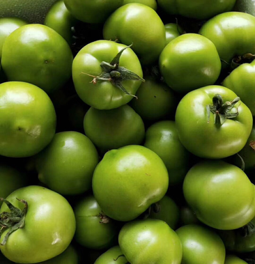 [柿子批发]青番茄,青柿子价格4.00元/斤 - 一亩田