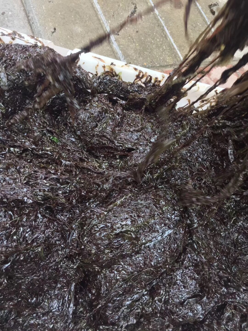 温州特产洞头海岛伴手礼霓屿花水紫菜礼盒