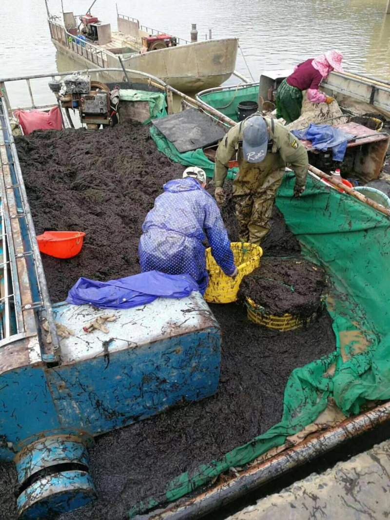 温州特产洞头海岛伴手礼霓屿花水紫菜礼盒