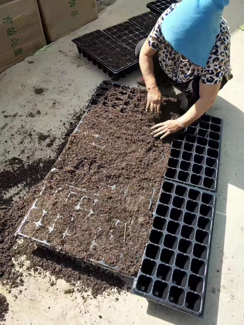 育苗穴盘，育苗盘，穴盘，营养盘，32穴100克重没张