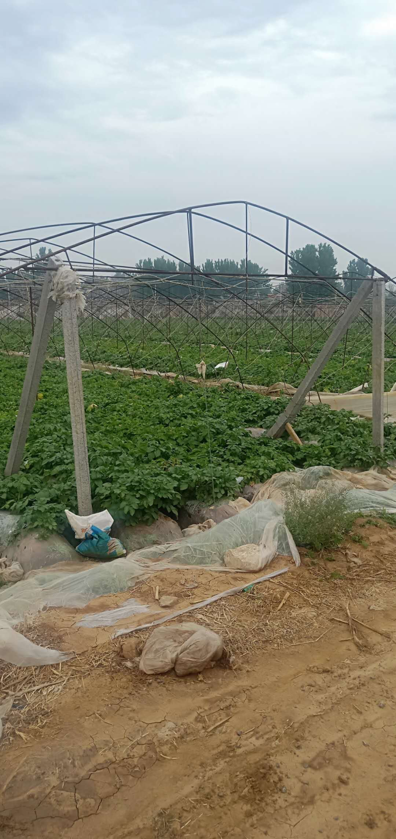 山东平阴县三模土豆，薯形好，个头大，颜色亮黄，货源稳定