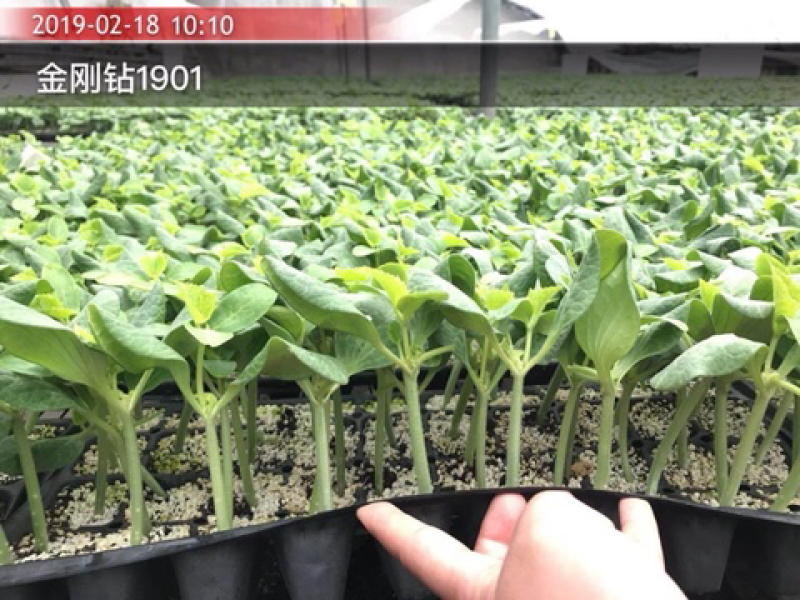 德瑞特德尔79，早春直播油亮黄瓜，20g/包