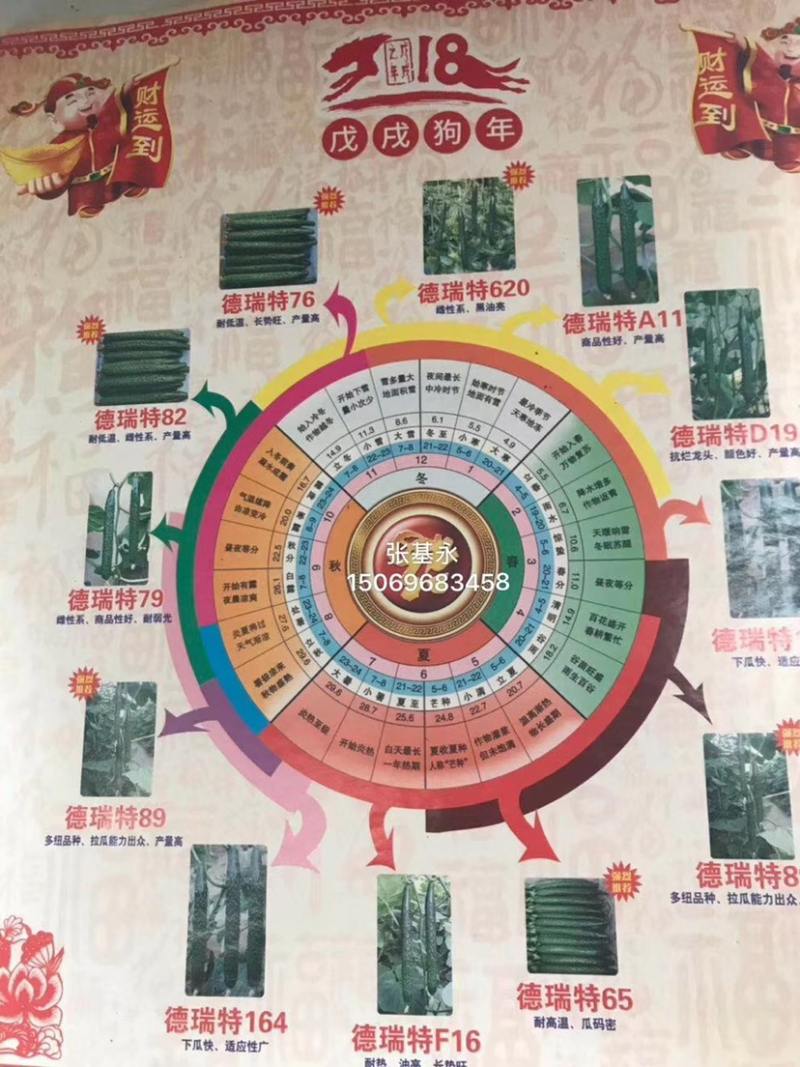 德瑞特德尔79，早春直播油亮黄瓜，20g/包