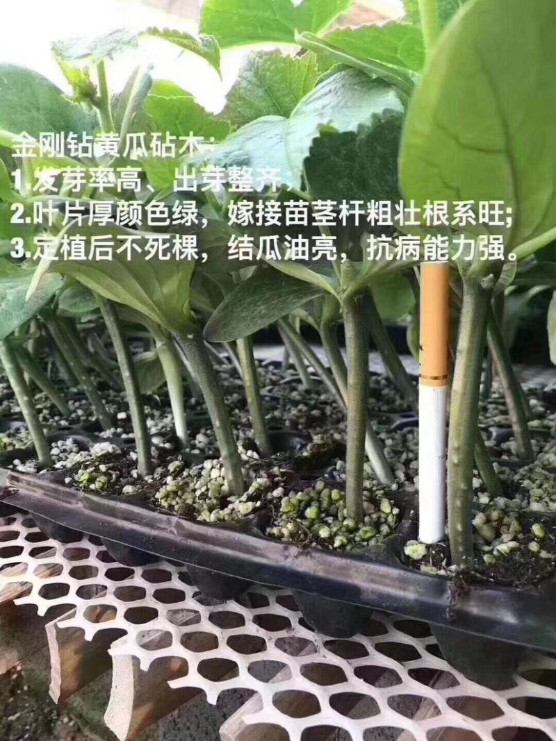 德瑞特德尔79，早春直播油亮黄瓜，20g/包