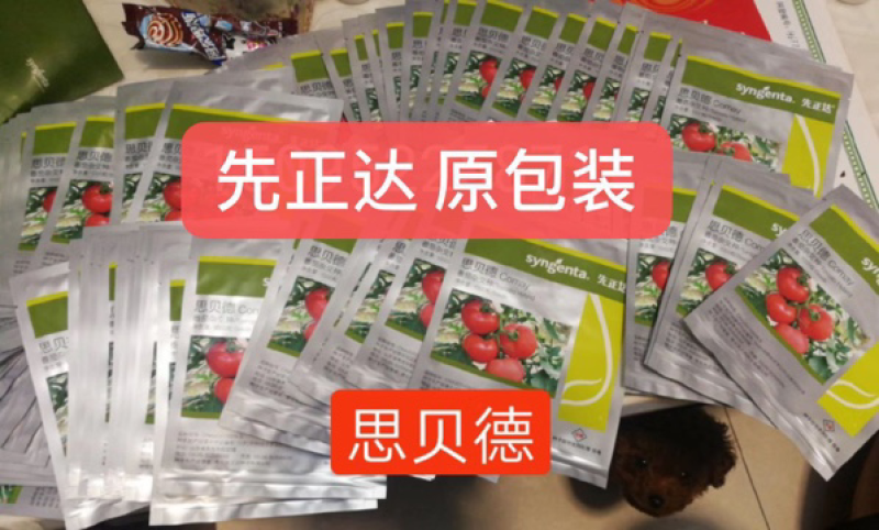 先正达倍盈番茄种子