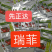先正达瑞菲番茄种子