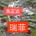 先正达齐达利大红番茄种子