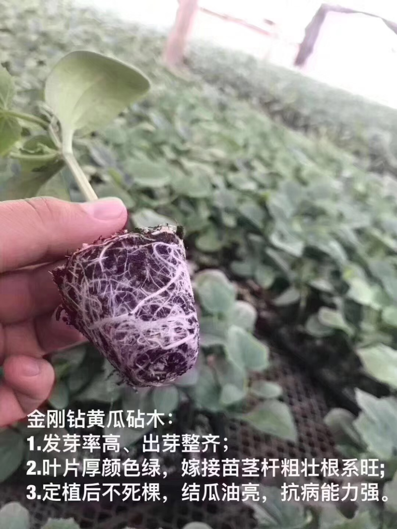 德瑞特德尔ld-1露地直播油亮黄瓜，20g/袋