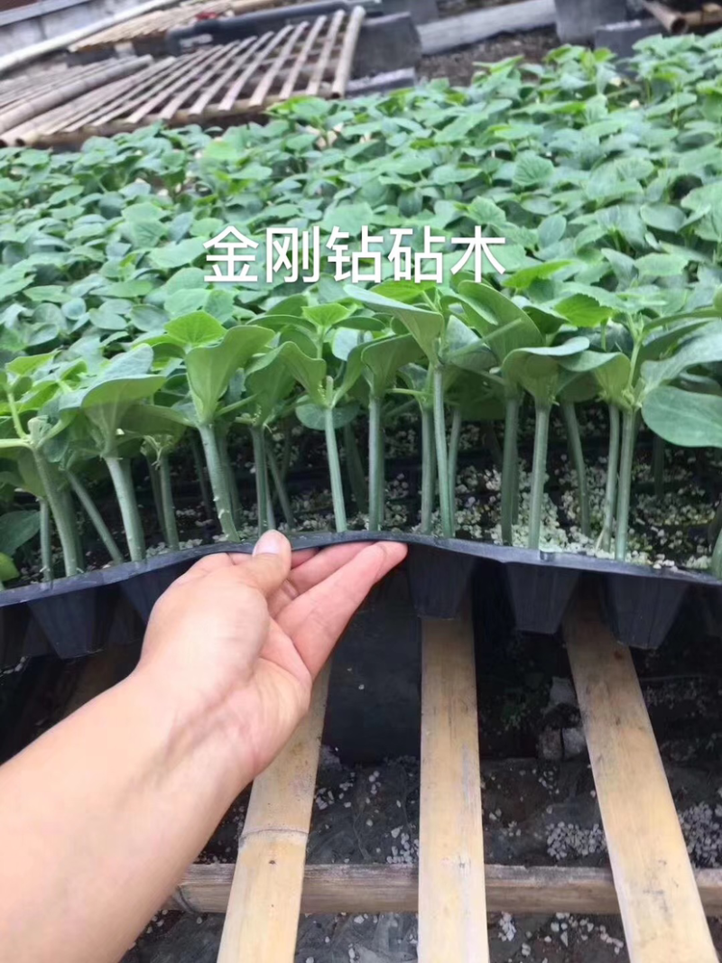 德瑞特德尔ld-1露地直播油亮黄瓜，20g/袋
