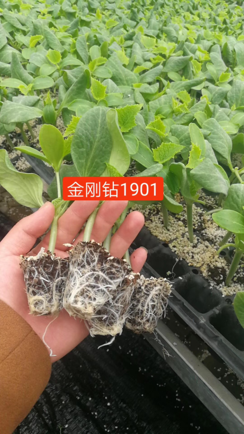 德瑞特德尔ld-1露地直播油亮黄瓜，20g/袋