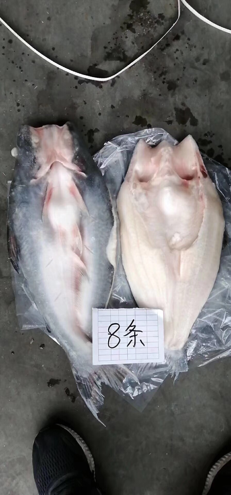 开背鱼/龙利鱼/巴沙鱼