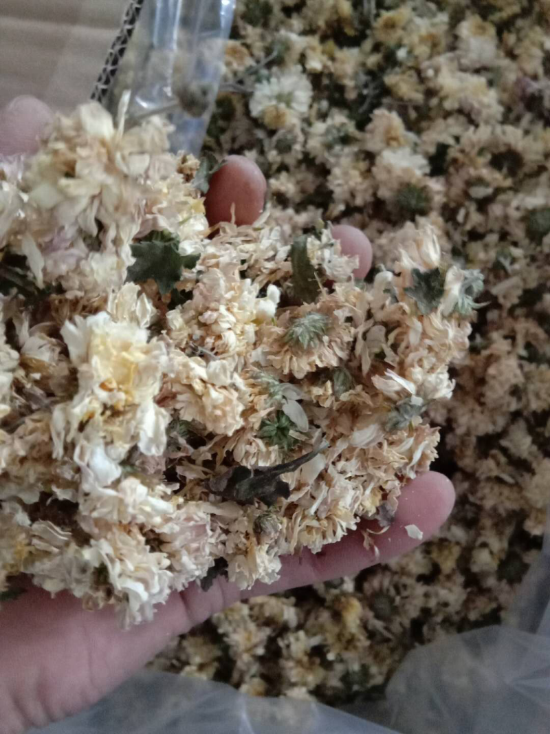 菊花正宗河南本地怀菊花药用价值高不建议喝茶